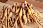 Herbs for Menopause